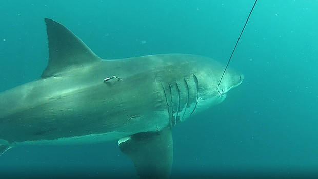 Largest shark tagged